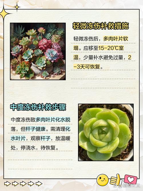 盆栽被冻坏了怎么补救?盆栽花卉冻了怎么处理