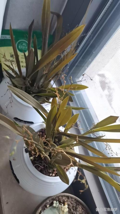 盆栽被冻坏了怎么补救?盆栽花卉冻了怎么处理