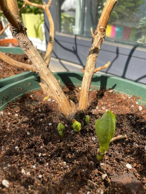 盆栽被冻坏了怎么补救?盆栽花卉冻了怎么处理