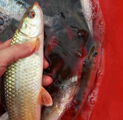 钓赤眼鱼用什么饵最好?钓赤眼鱼的最佳季节