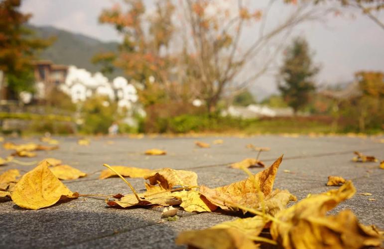 焜黄华叶衰的读音?焜黄华叶衰的读音是什么