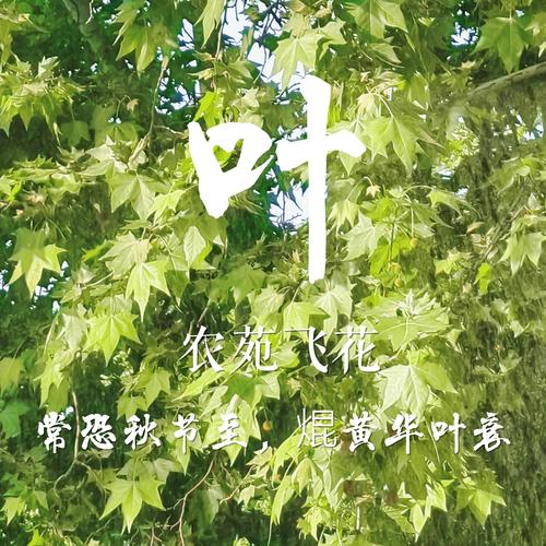 焜黄华叶衰的读音?焜黄华叶衰的读音是什么