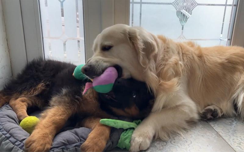 金毛和德牧打架谁厉害？德牧犬和金毛犬打架那个力害