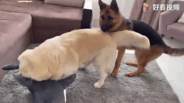 金毛和德牧打架谁厉害?德牧犬和金毛犬打架那个力害