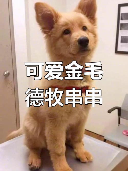 金毛和德牧打架谁厉害?德牧犬和金毛犬打架那个力害