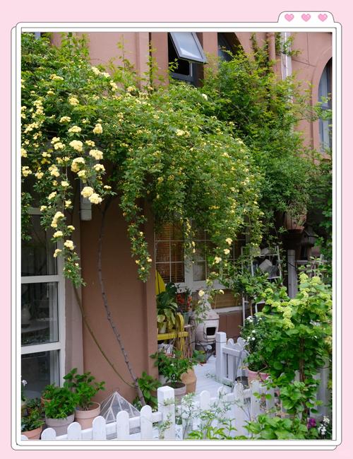 北方庭院适合种的花树花期长？适合北方庭院种的花木