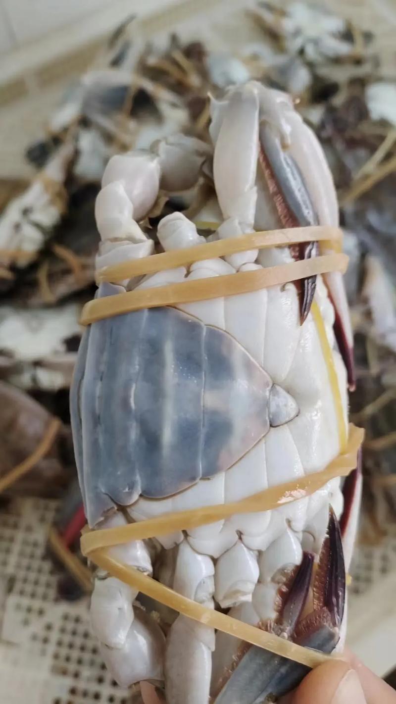 螃蟹后面的三角叫什么?螃蟹后面有尾巴的是什么东西啊