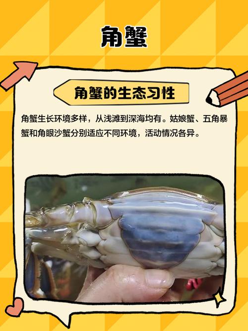 螃蟹后面的三角叫什么?螃蟹后面有尾巴的是什么东西啊