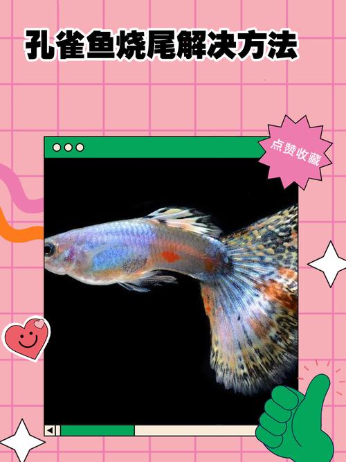 孔雀鱼烧尾能自愈吗？鱼烂尾巴放盐可以吗
