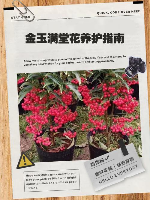 金玉满堂花叶子黄了？金玉满堂花叶尖黄什么原因?