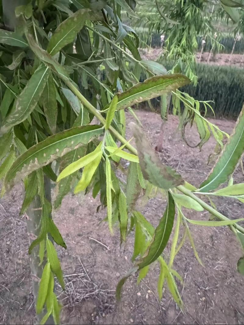 金蝉养殖条件与种植方法？金蝉养殖技巧