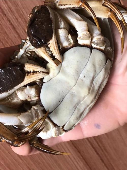 螃蟹怎么洗干净怎么做好吃?螃蟹怎么洗洗的干净