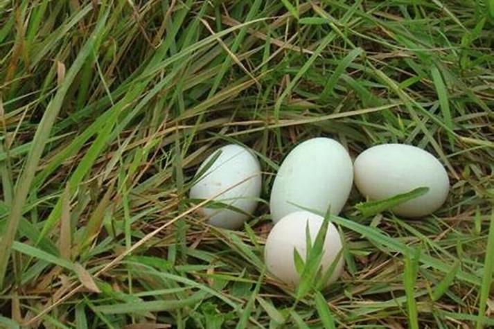 梦见捡鸭蛋是什么情况？梦到捡鸭蛋是什么寓意