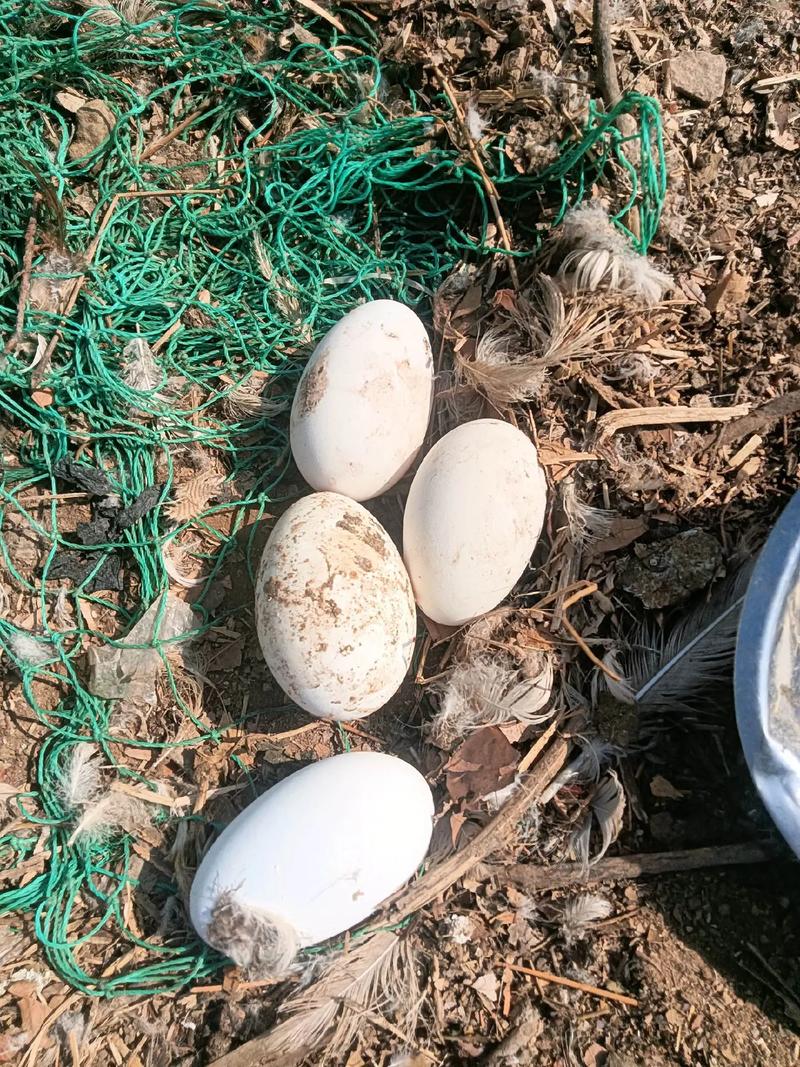 梦见捡鸭蛋是什么情况?梦到捡鸭蛋是什么寓意