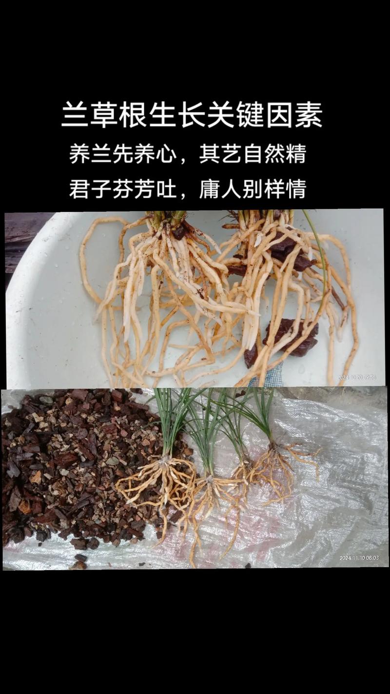 兰花根长满怎么办?兰花兰根怎么办