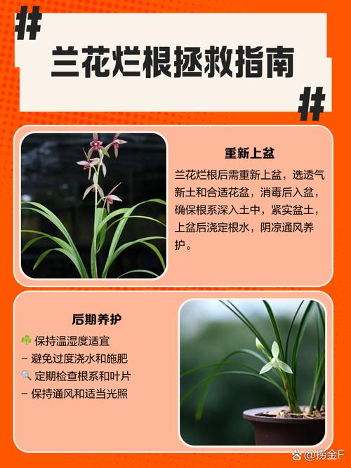 兰花根长满怎么办?兰花兰根怎么办