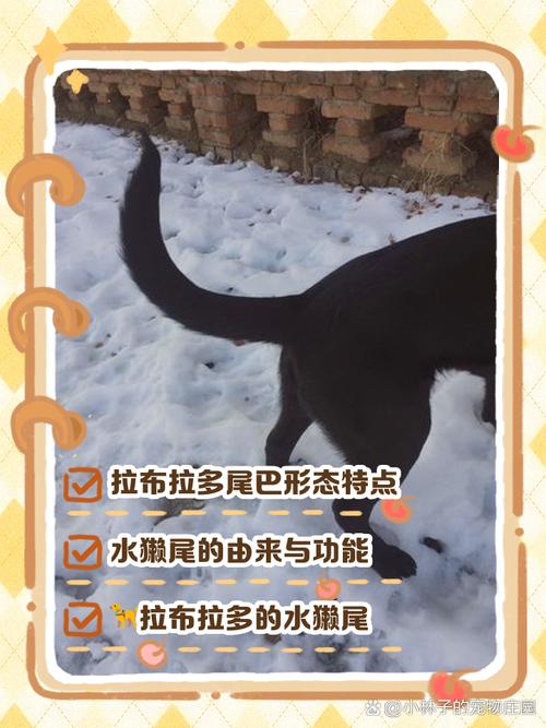 拉布拉多尾巴的标准？拉布拉多尾巴有多长