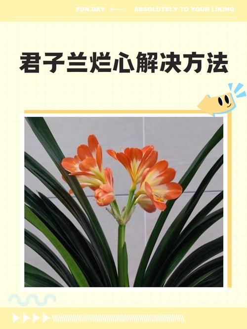 君子兰花心烂了怎么治?？君子兰花心有点烂怎么办