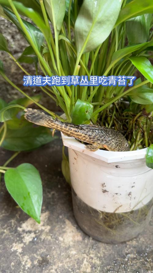 清道夫真的吃绿苔吗？清道夫吃绿苔藓吗