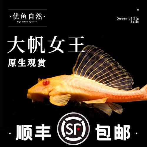 清道夫真的吃绿苔吗?清道夫吃绿苔藓吗