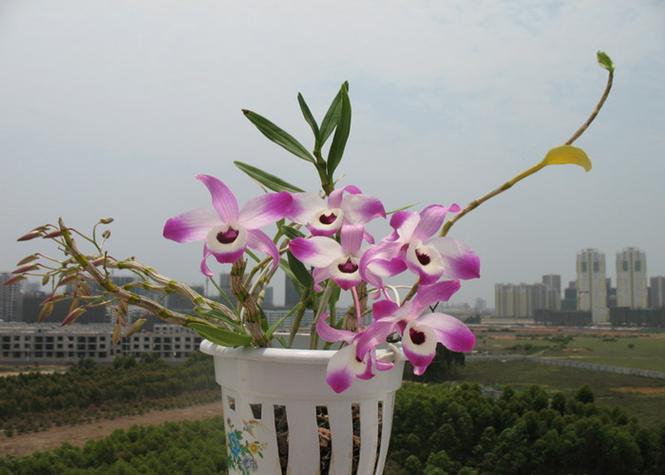 盆栽蝎子兰怎么养护?蝎子兰怎么施肥