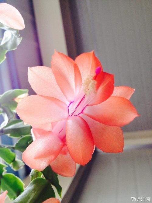 盆栽蝎子兰怎么养护?蝎子兰怎么施肥