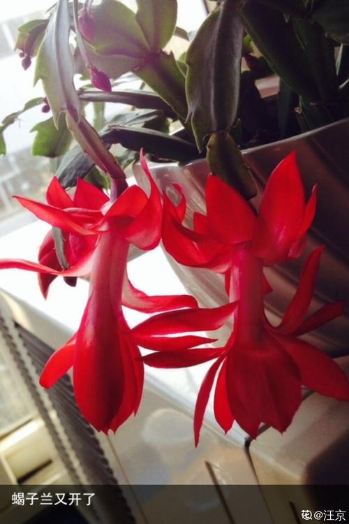 盆栽蝎子兰怎么养护?蝎子兰怎么施肥