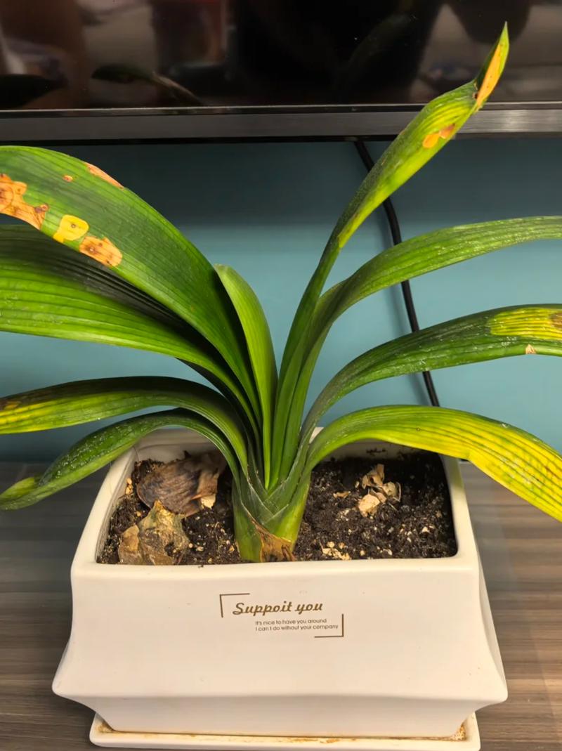 君子兰叶子面边外卷怎么办?君子兰叶边往外卷