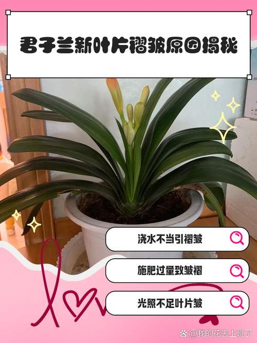 君子兰叶子面边外卷怎么办?君子兰叶边往外卷