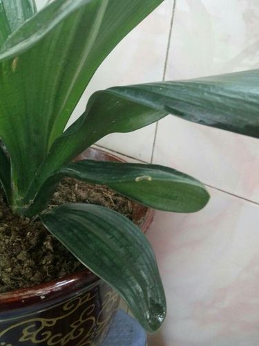 君子兰叶子面边外卷怎么办?君子兰叶边往外卷