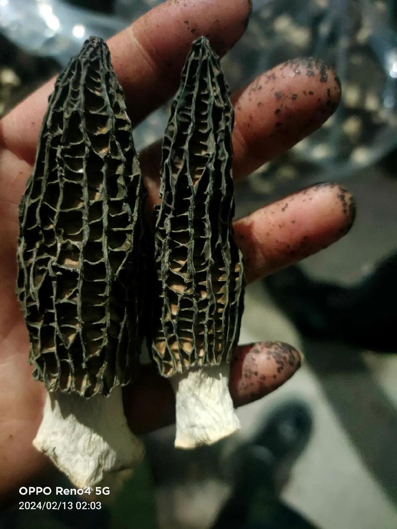 蘑菇里面一圈黑色的能吃吗？蘑菇里面有一圈黑色