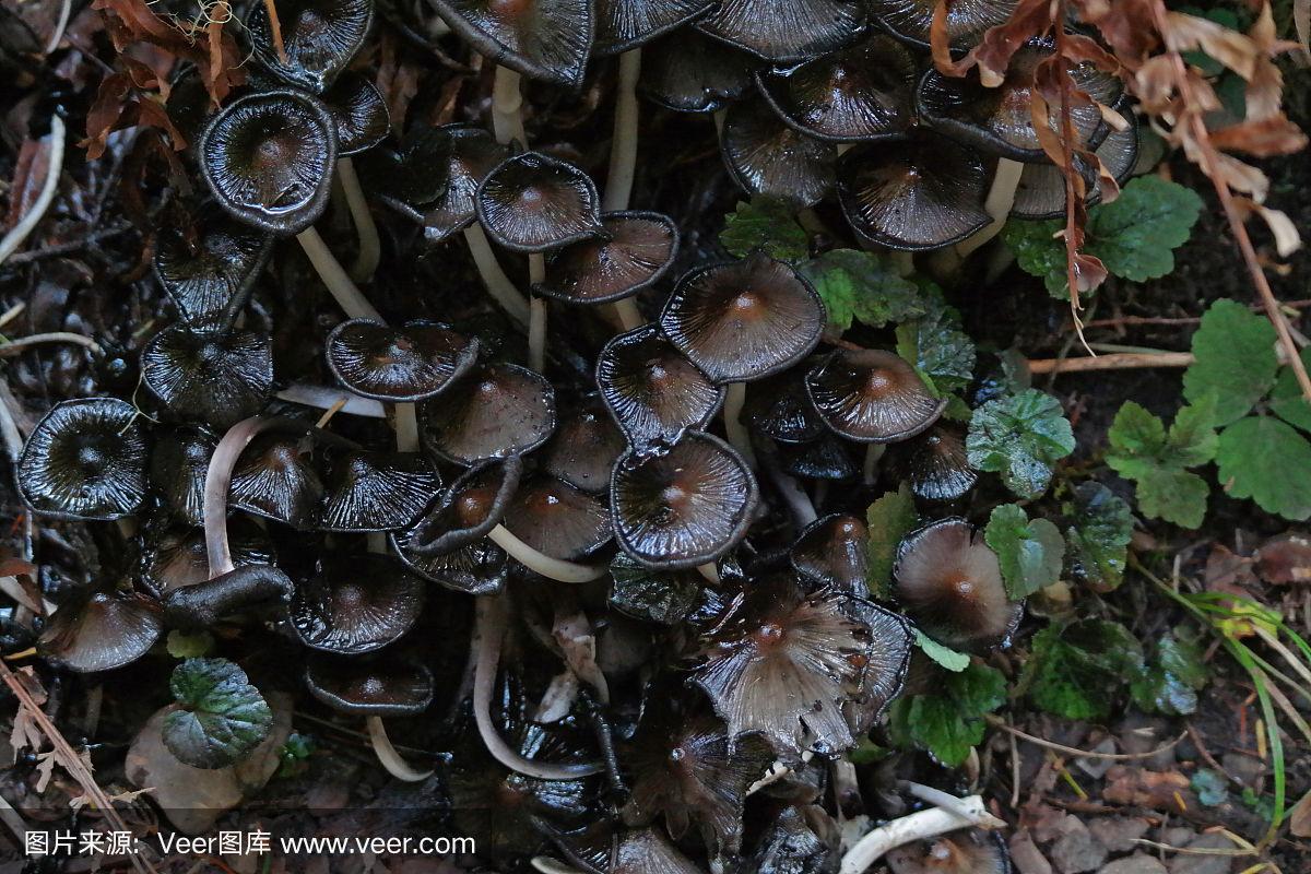 蘑菇里面一圈黑色的能吃吗?蘑菇里面有一圈黑色