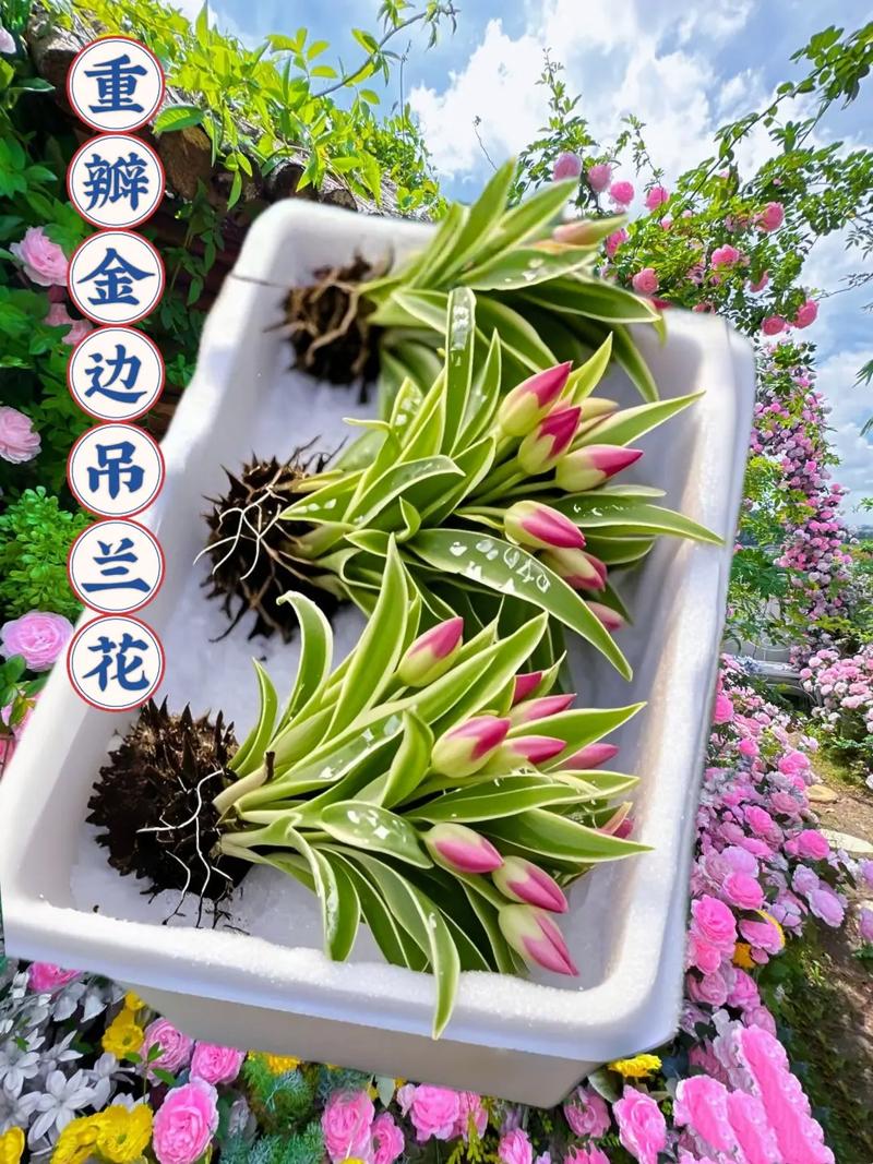 金边吊兰用什么肥料？金边吊兰浇什么水有营养