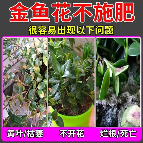 金边吊兰用什么肥料?金边吊兰浇什么水有营养