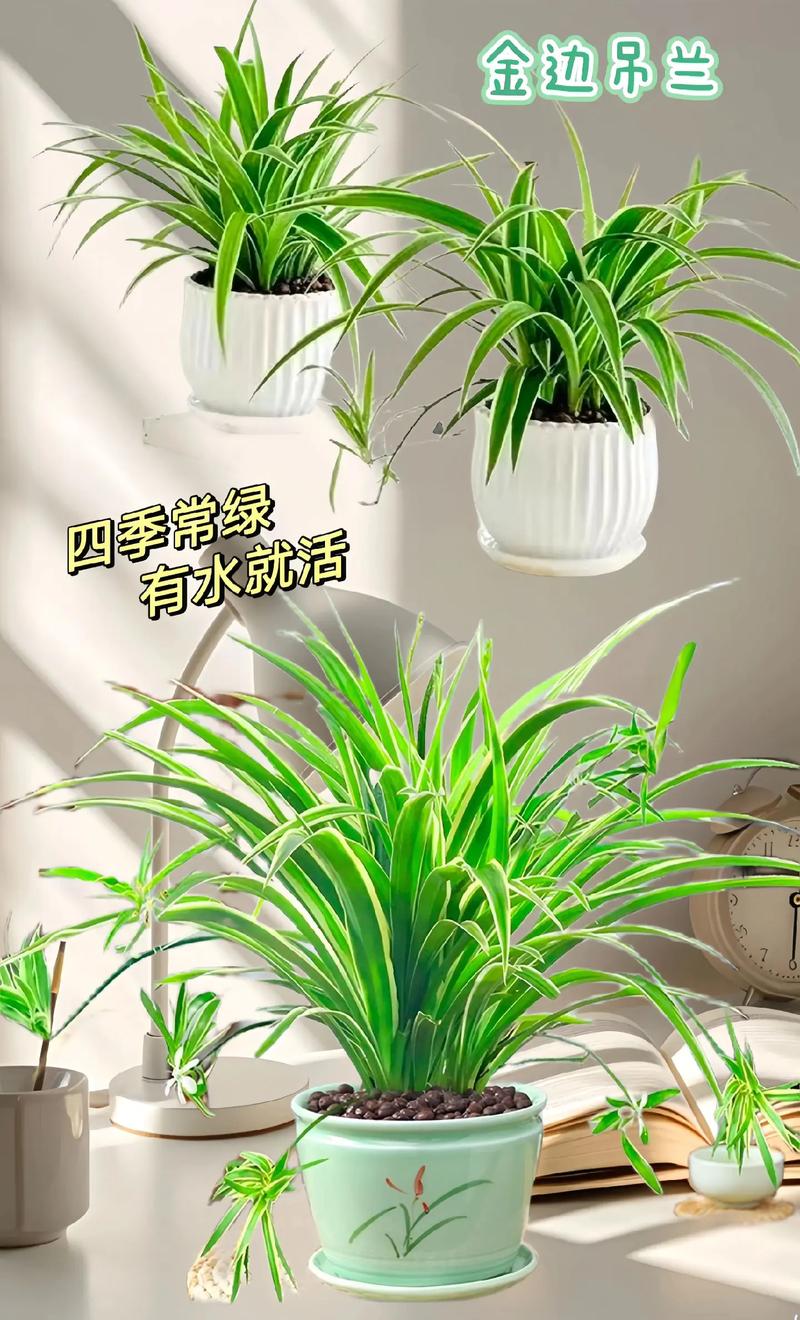 金边吊兰用什么肥料?金边吊兰浇什么水有营养