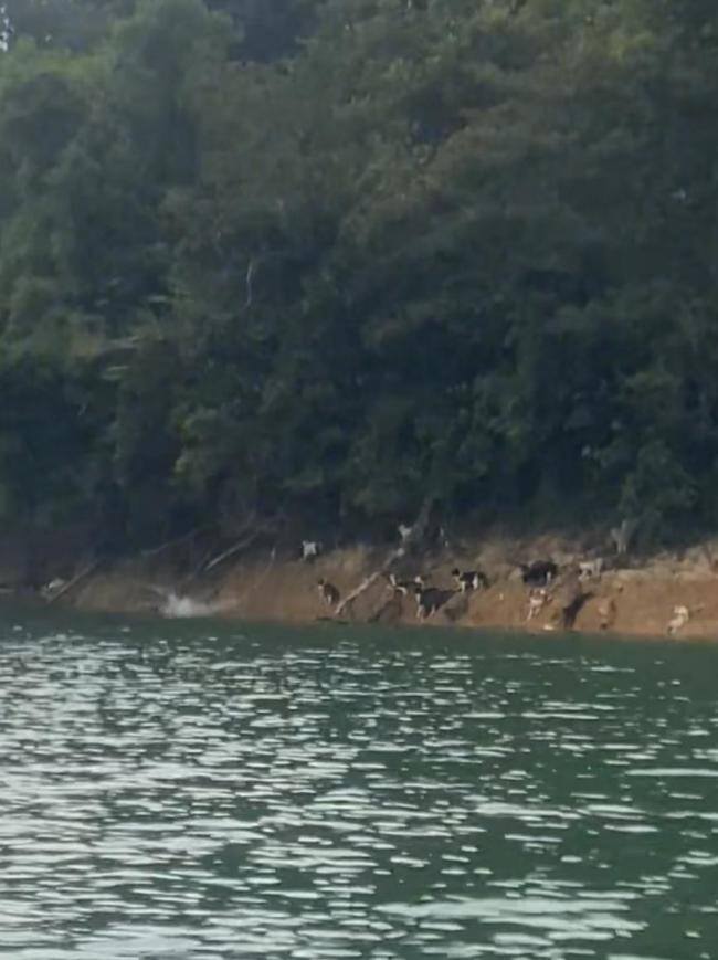 媒体评水库放生猫:杀生式放生 引发网络热议