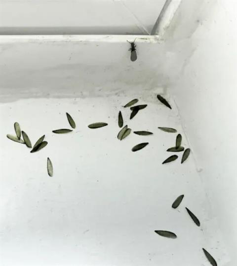 听说很多南方人家里快被白蚁吃空了(图3)