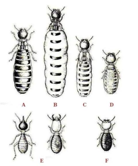 听说很多南方人家里快被白蚁吃空了(图4)