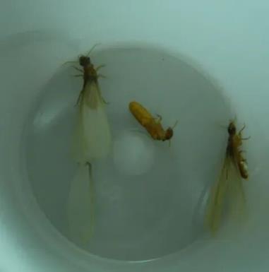 听说很多南方人家里快被白蚁吃空了(图5)