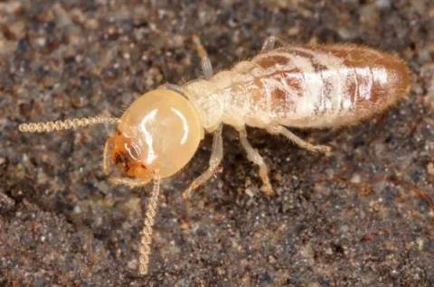 听说很多南方人家里快被白蚁吃空了(图6)