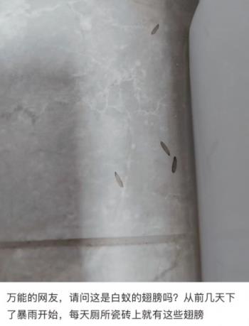 听说很多南方人家里快被白蚁吃空了(图7)