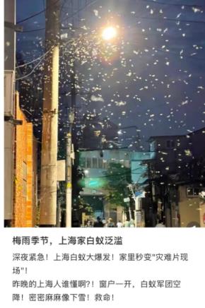 听说很多南方人家里快被白蚁吃空了(图8)