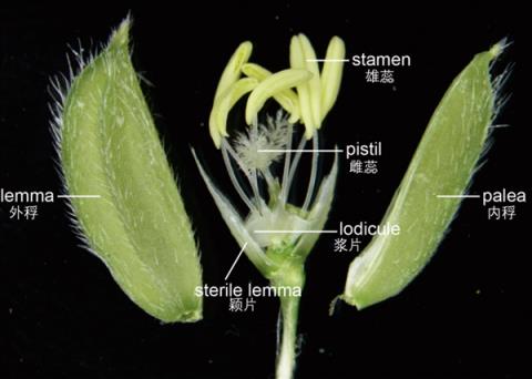 国家安全部曝光:间谍在我国非法搜集亲本种子!后果有多严重?(图2)
