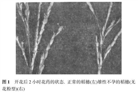 国家安全部曝光:间谍在我国非法搜集亲本种子!后果有多严重?(图4)