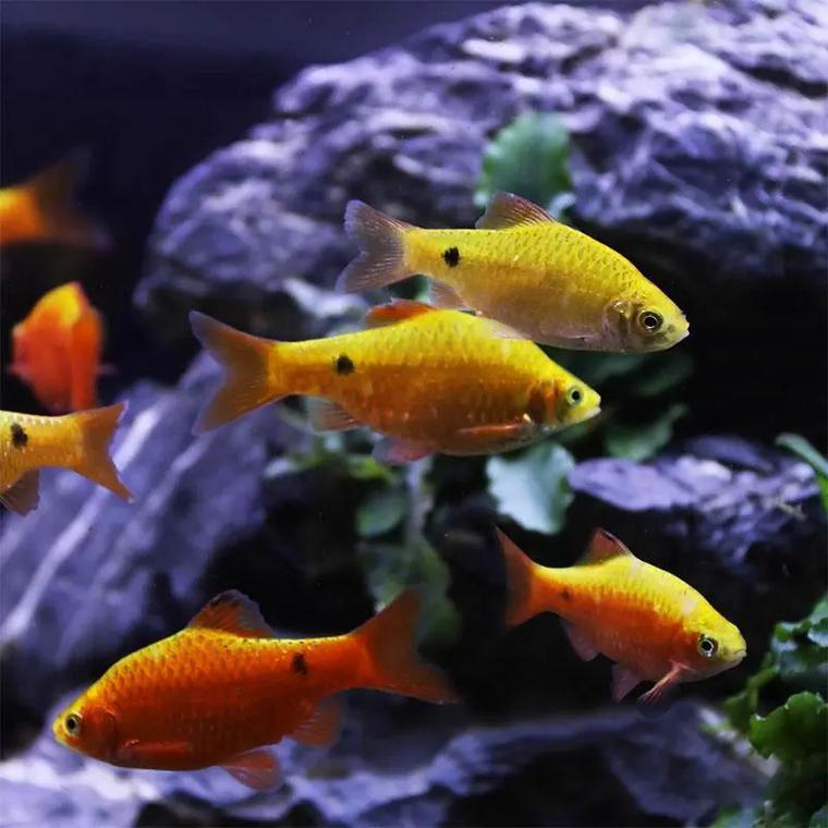 金元宝鱼怎么分公母？金元宝鱼怎么知道怀孕了