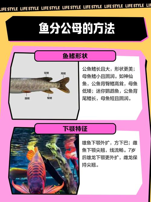 金元宝鱼怎么分公母?金元宝鱼怎么知道怀孕了