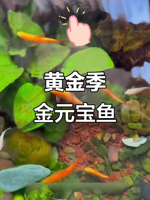 金元宝鱼怎么分公母?金元宝鱼怎么知道怀孕了