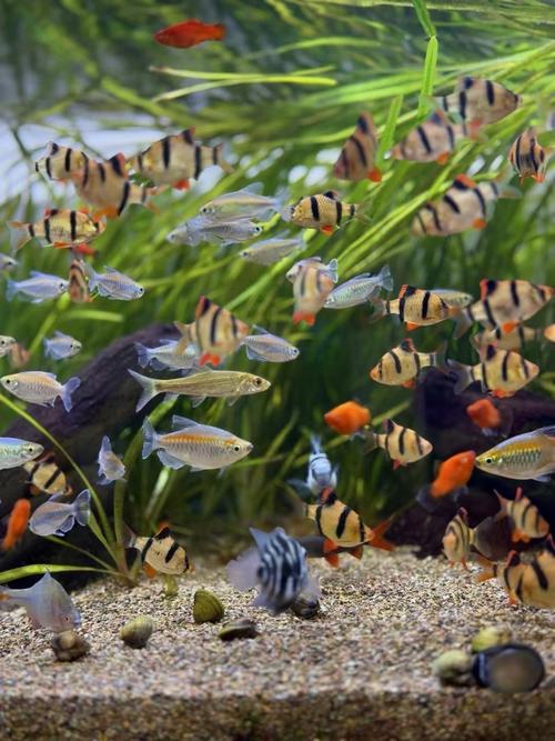 热带鱼不好好吃食是怎么了?热带鱼为什么不好吃