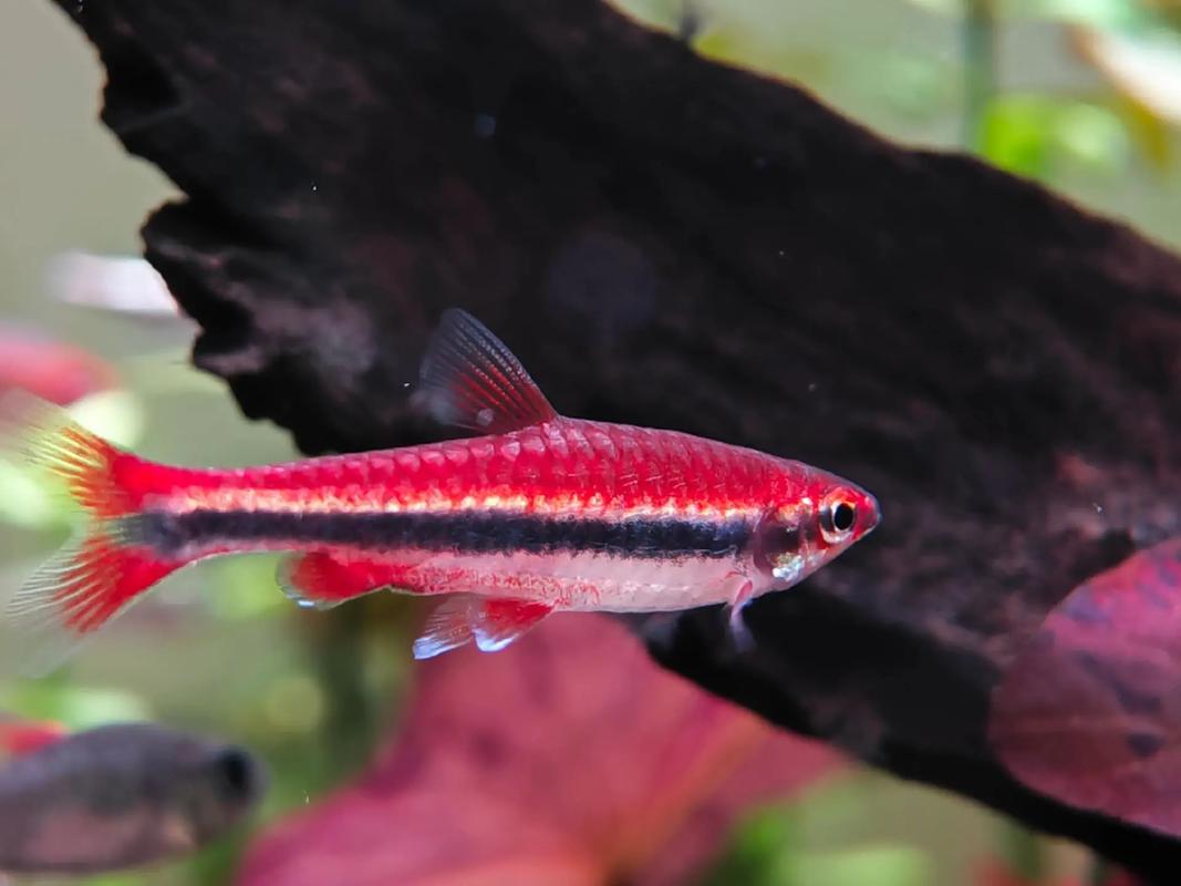 热带鱼不好好吃食是怎么了?热带鱼为什么不好吃