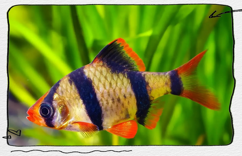 虎皮热带鱼怎么养？虎皮鱼 热带鱼